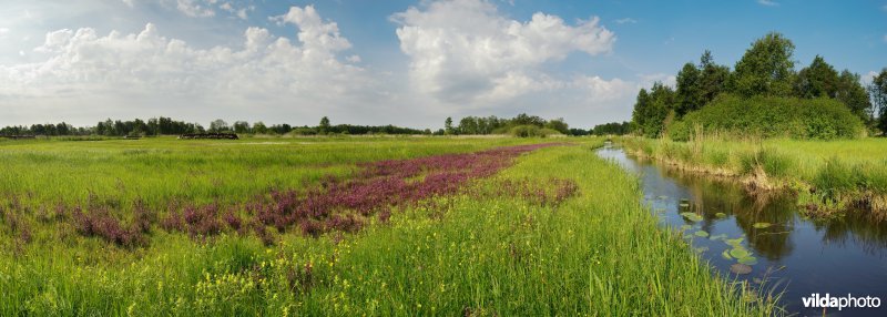 Bloemrijk grasland in de Wieden