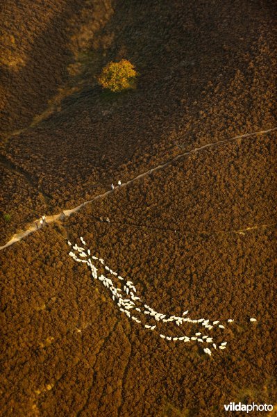 Luchtfoto van schaapskudde op de heide van het Herikhuizerveld, Veluwezoom