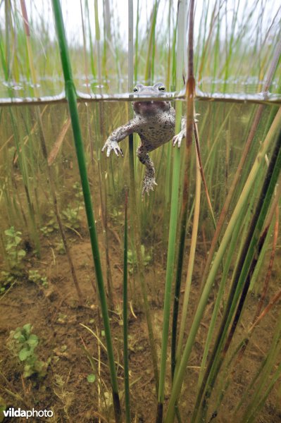 Rugstreeppad in de Westhoek