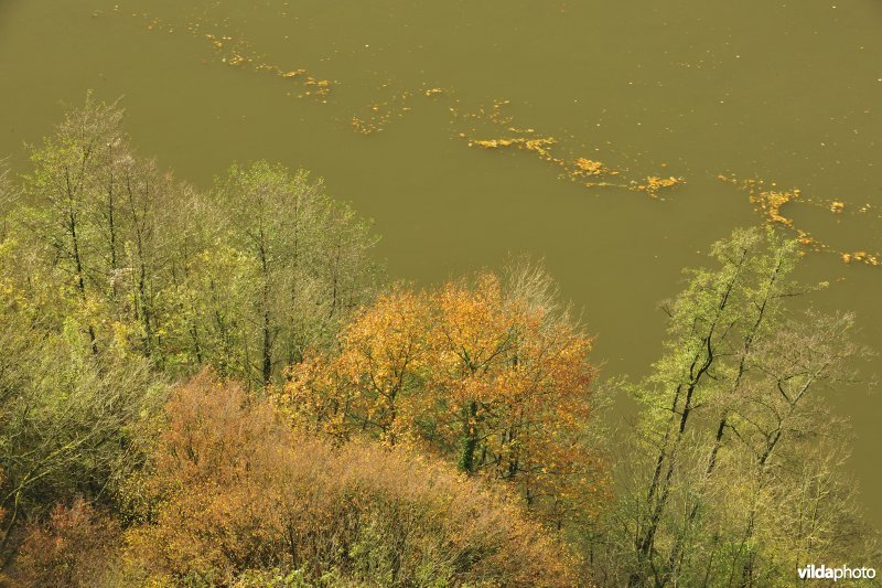 Herfstige bomen langs de Maas