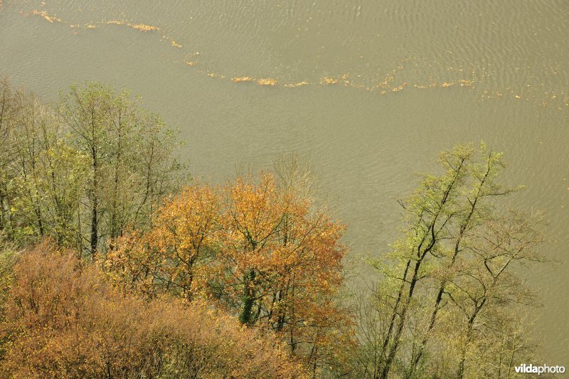 Herfstige bomen langs de Maas