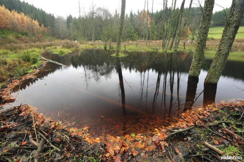 Beverdam met burcht en meertje