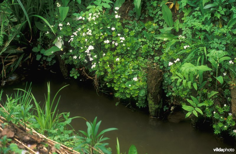 Voorjaarsflora langs Krombeek