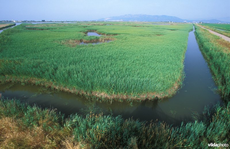Ebro delta