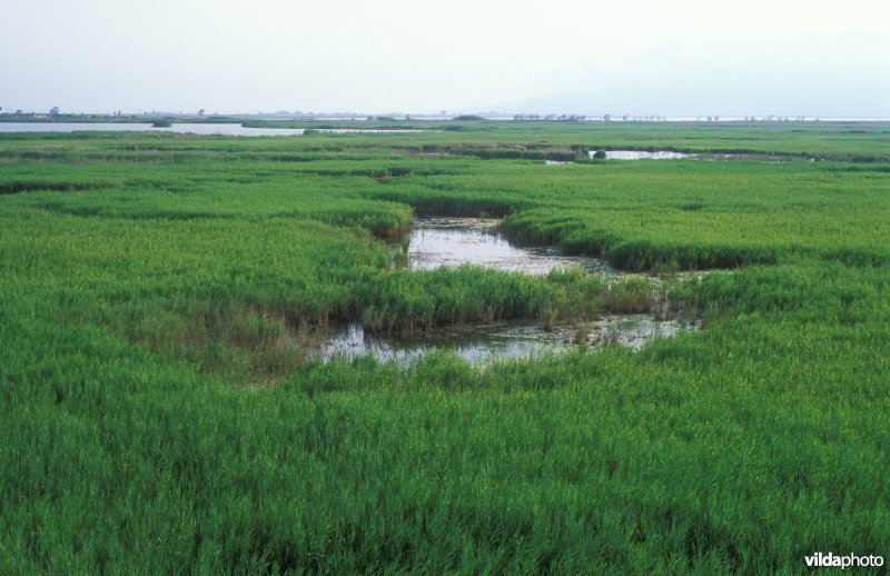 Ebro delta
