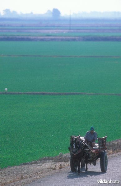 Rijstplantages op de Ebro-delta