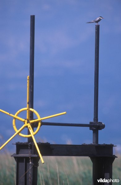 Witwangstern in de Ebro delta