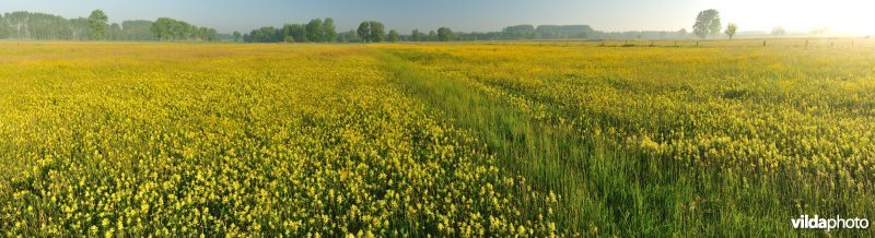 Hooilanden in de Langemeersen
