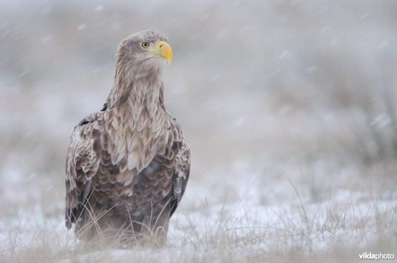 Zeearend in de sneeuw