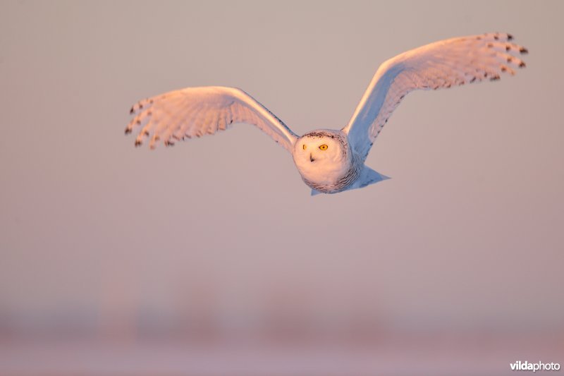 Sneeuwuil in vlucht