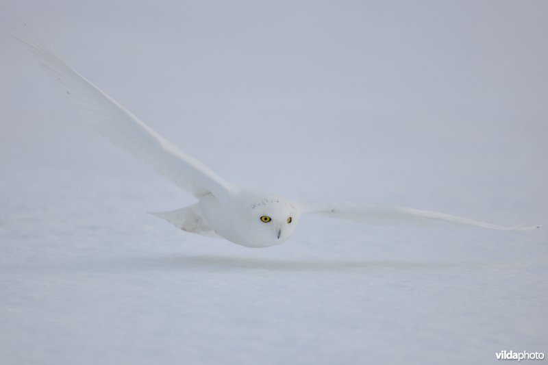 Aanvliegende Sneeuwuil