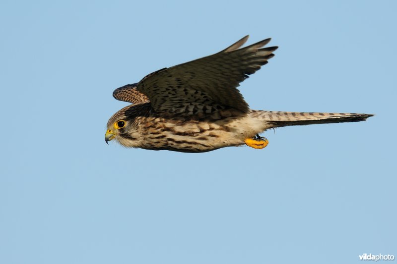 Biddende Torenvalk