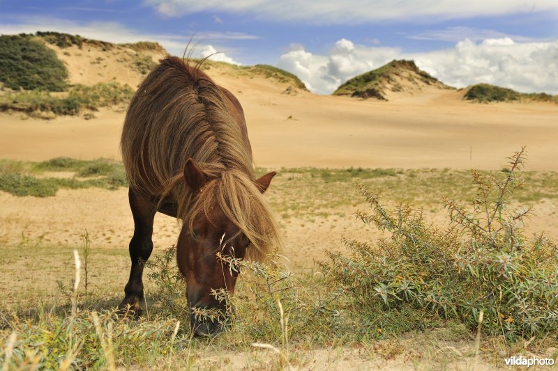 Shetland-pony in Ter Yde