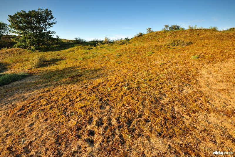 Gefixeerde duinen in Ter Yde