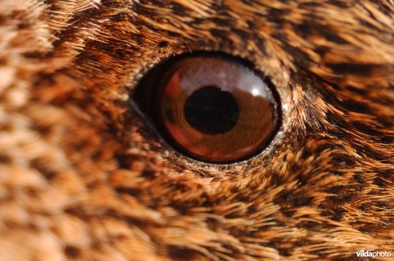 Oog van Smient