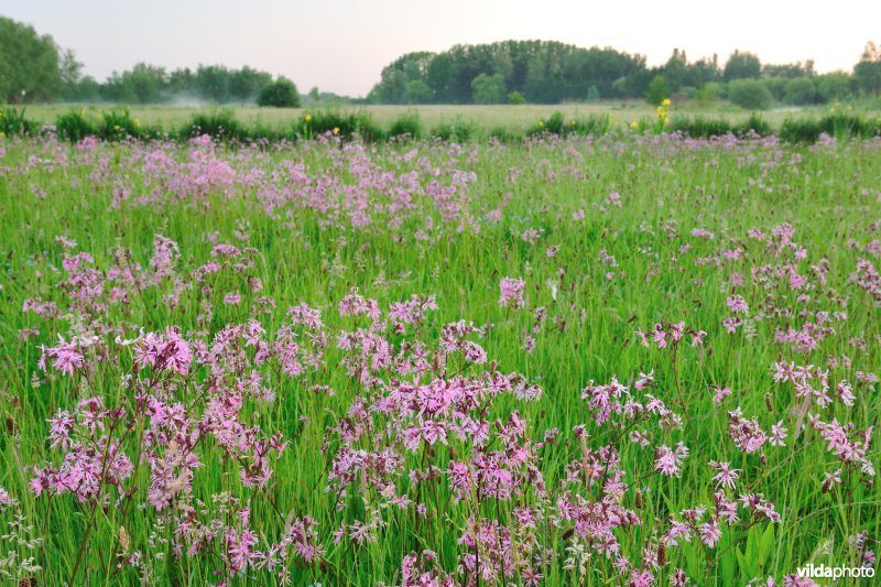 Scherenmeersen