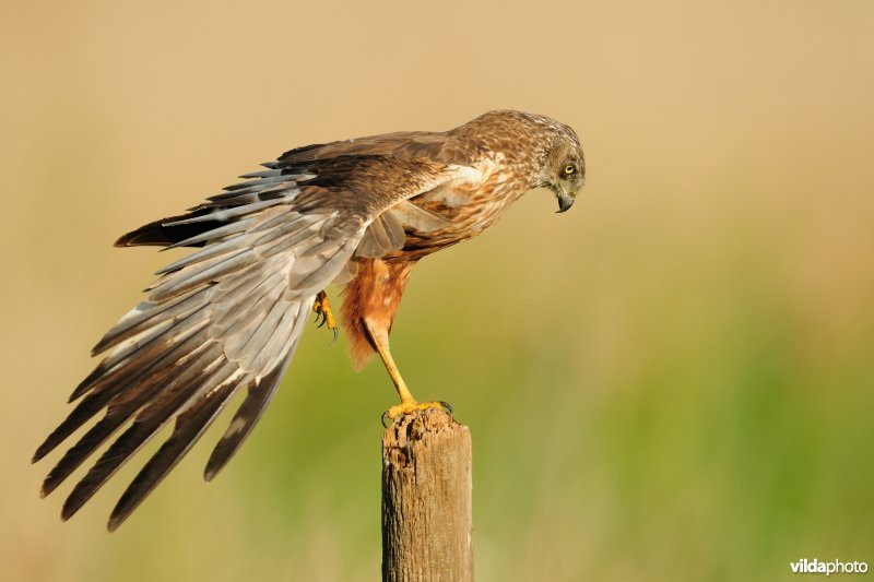 Bruine kiekendief