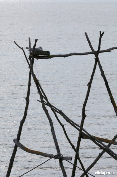 Drieteenmeeuw op nest