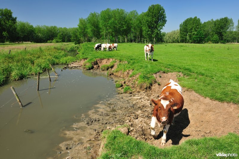 Polder van KBR