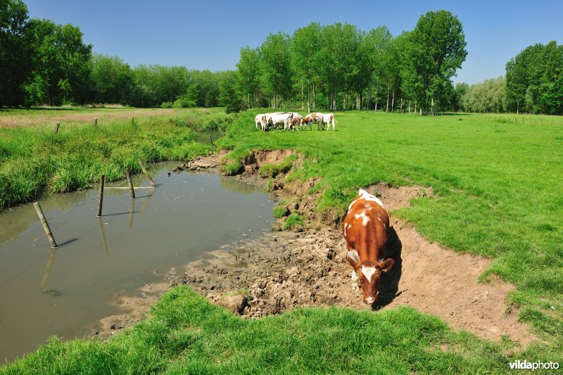 Polder van KBR