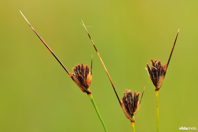 Zwarte knopbies
