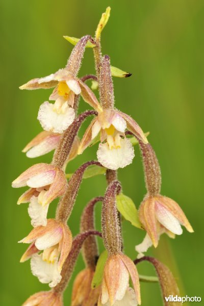 Moeraswespenorchis