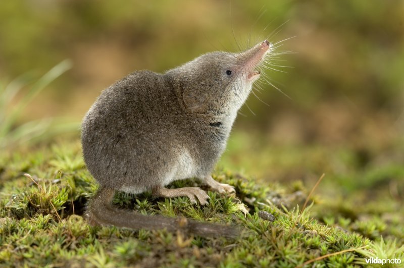 Snuffelende dwergspitsmuis
