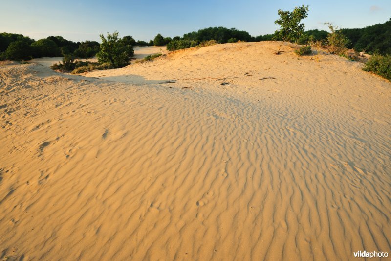 Stuifduinen in de Oosthoekduinen