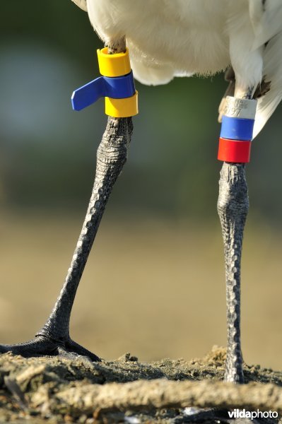 Juveniele Lepelaar met kleurringen