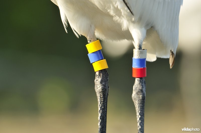 Juveniele Lepelaar met kleurringen