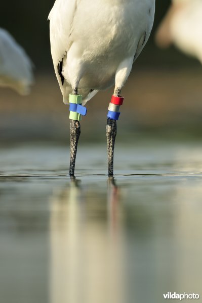 Juveniele Lepelaar met kleurringen