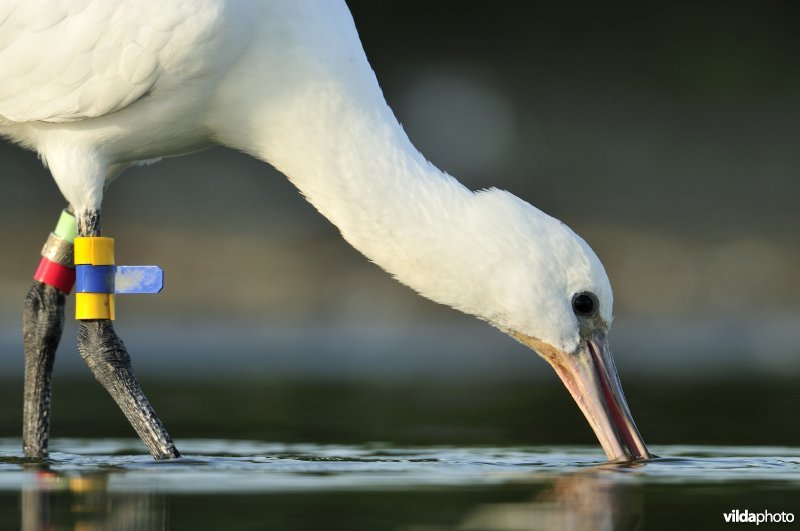 Juveniele Lepelaar met kleurringen