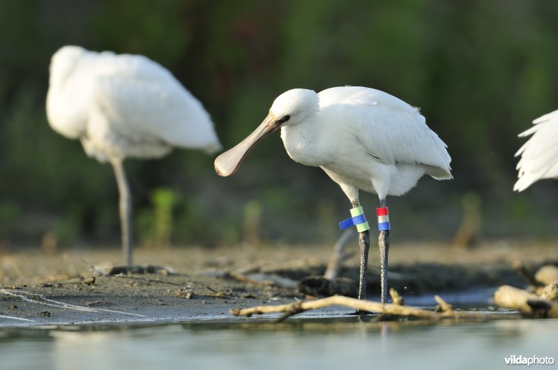  Juveniele Lepelaar met kleurringen