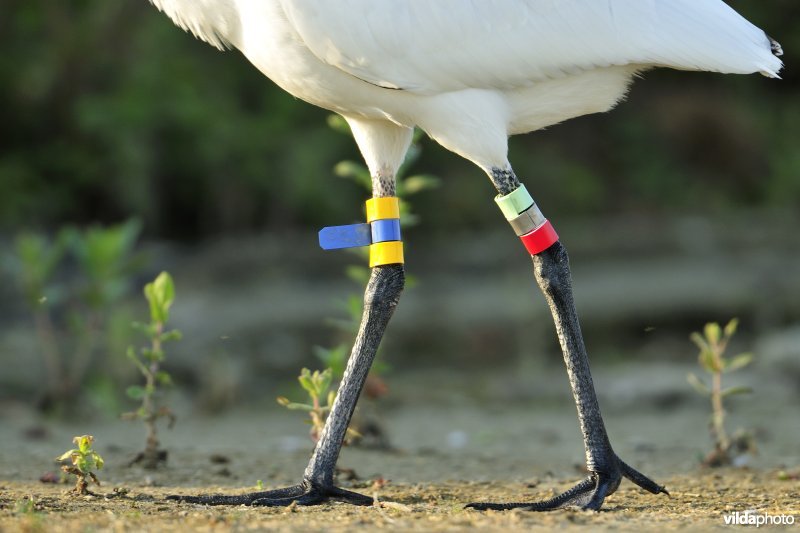 Juveniele Lepelaar met kleurringen