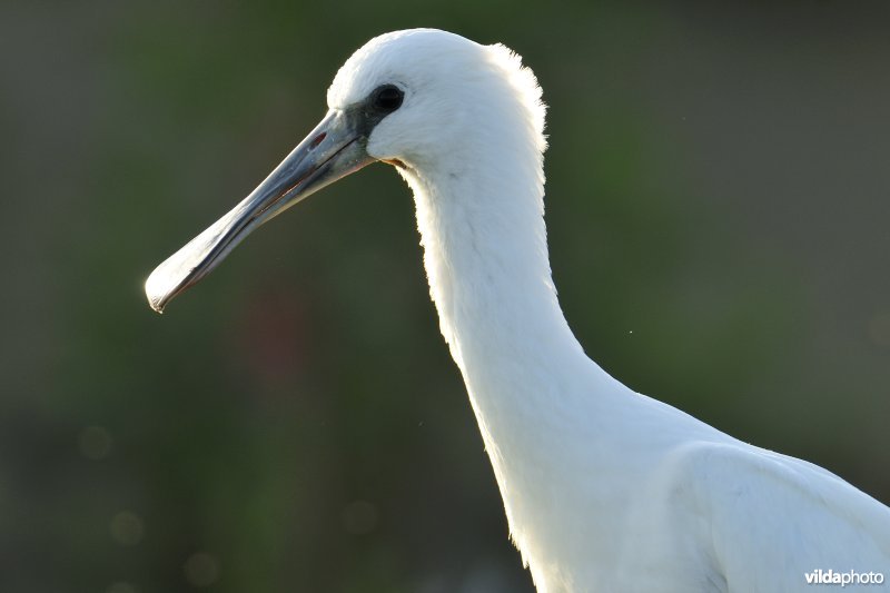Kopje van juveniele Lepelaar