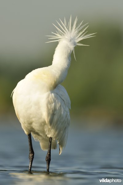 Poetsende Lepelaar met kuif