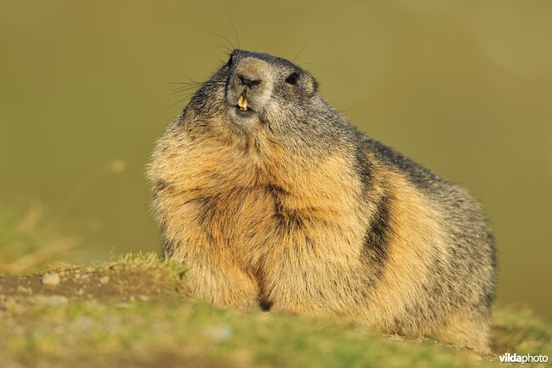 Alpenmarmot