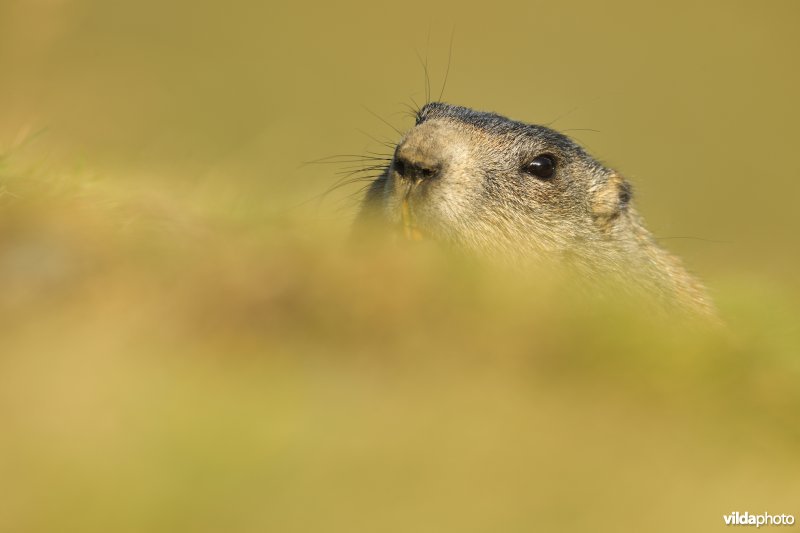 Alpenmarmot komt kijken