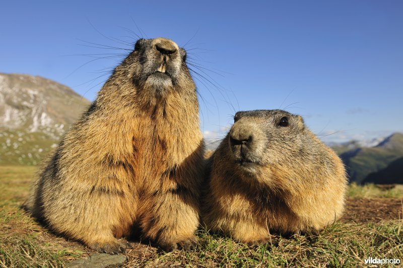 Twee Alpenmarmotten