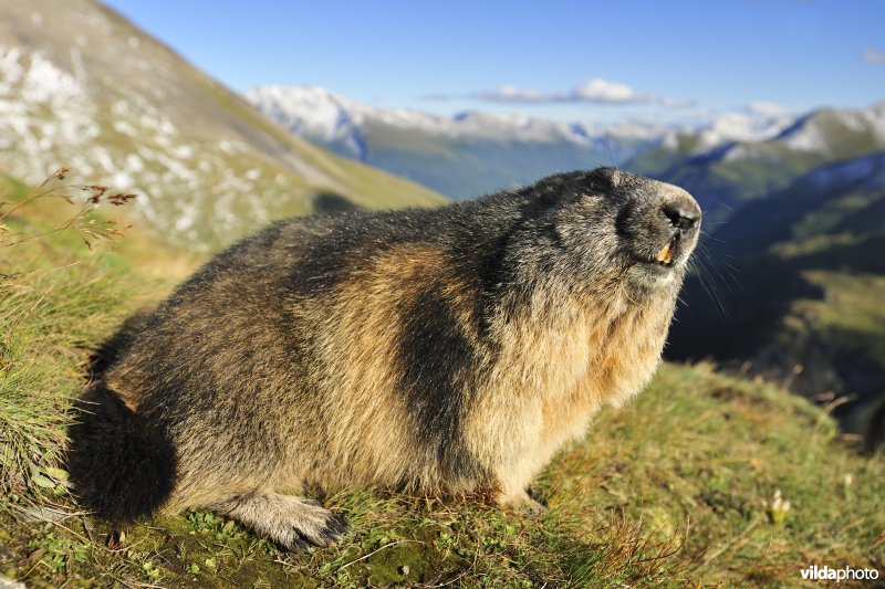 Alpenmarmot  in Alpenlandschap