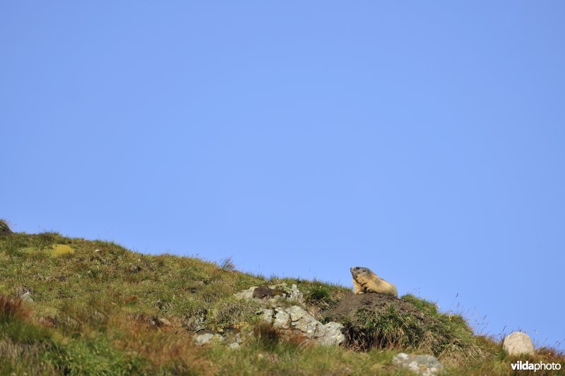 Alpenmarmot op bergkam