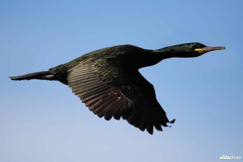 Kuifaalscholver in vlucht