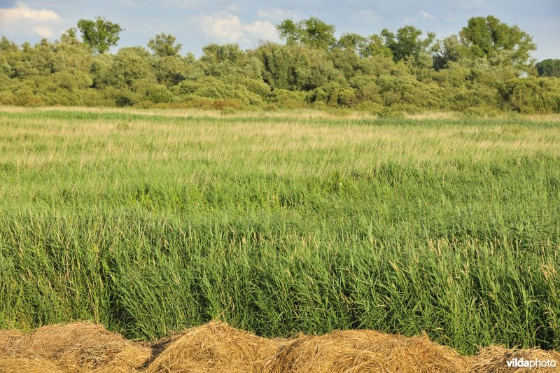 Rietveld in de Blankaart