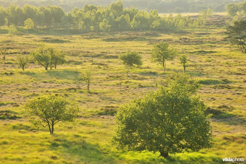 Kalmthoutse Heide