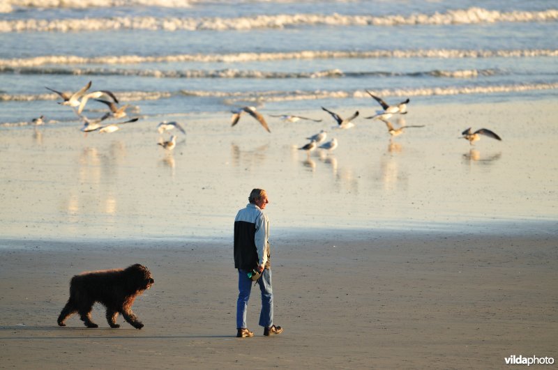 Wandelaar met hond op het strand