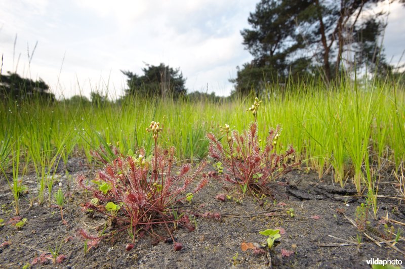 Appelsche Heide