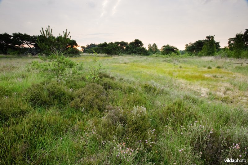 Vegetatiepatronen in vochtige heide