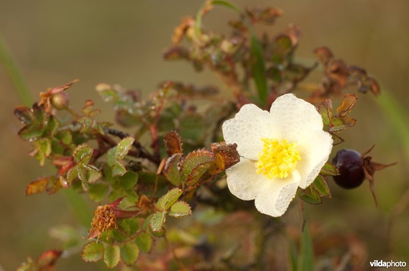 Bloeiend duinroosje