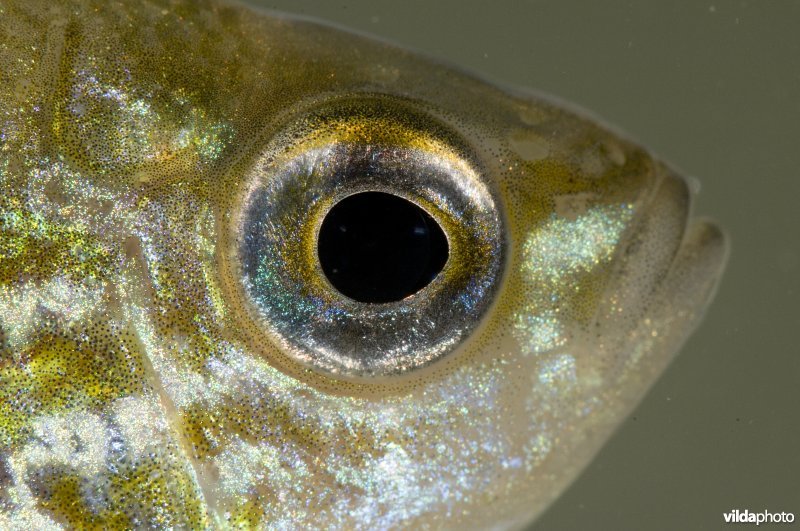 Oog van Zonnebaars