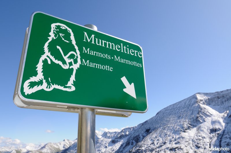 Bord voor Alpenmarmot
